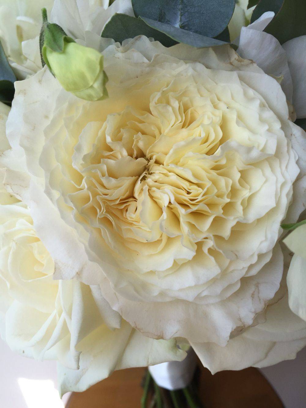 Creamy Garden Roses