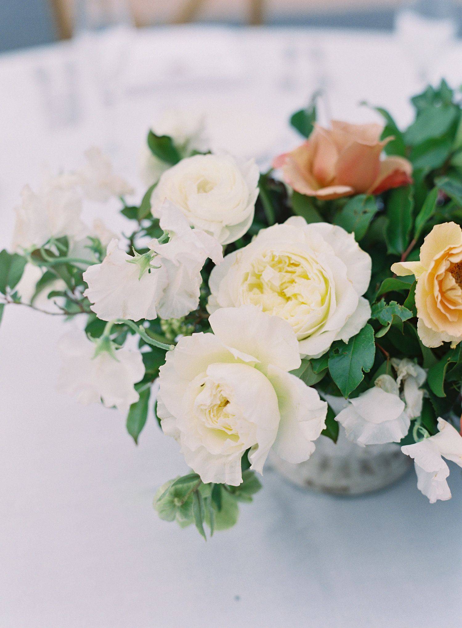 David Austin Patience White Garden Rose