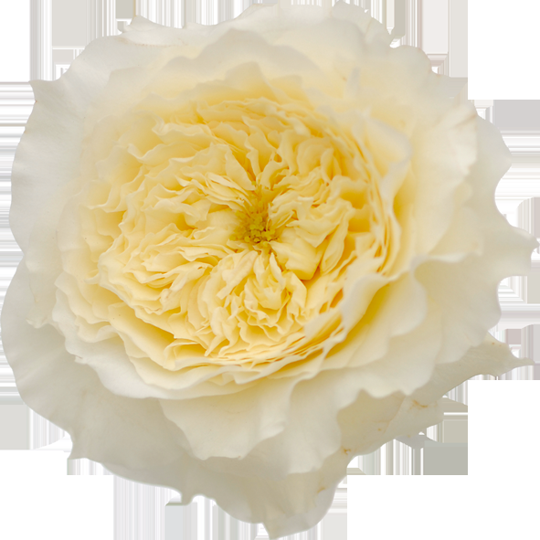 David Austin Rose Bouquet