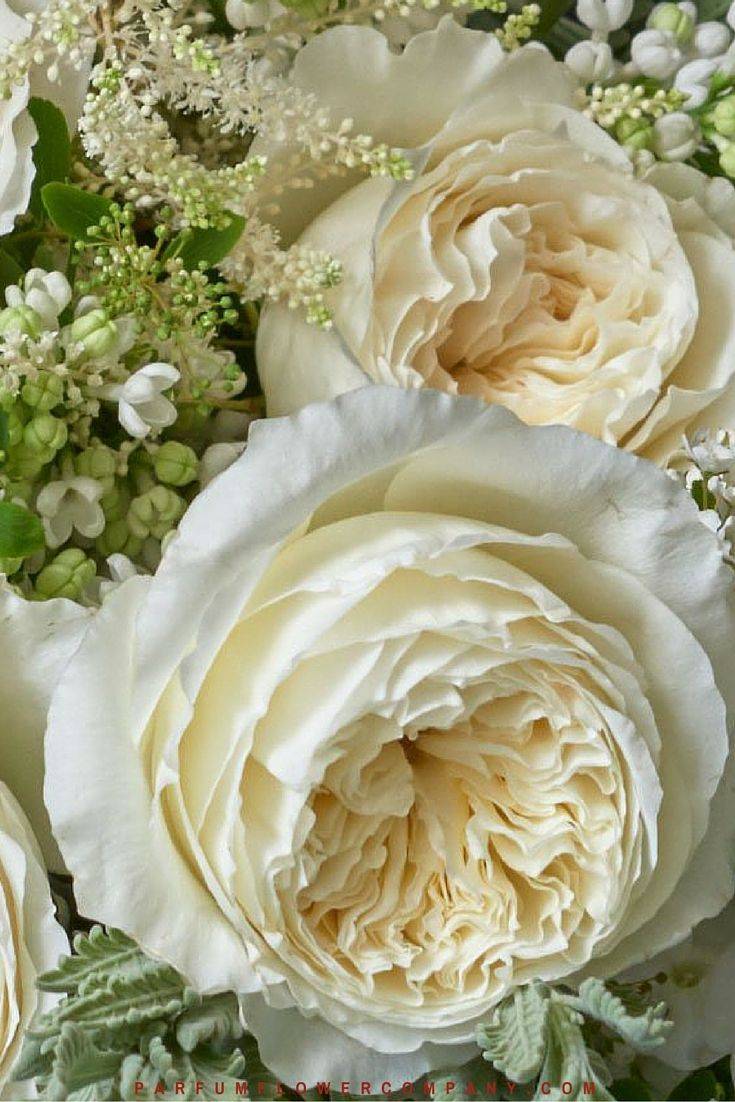 Patience Ivory Cream David Austin Garden Rose David Austin