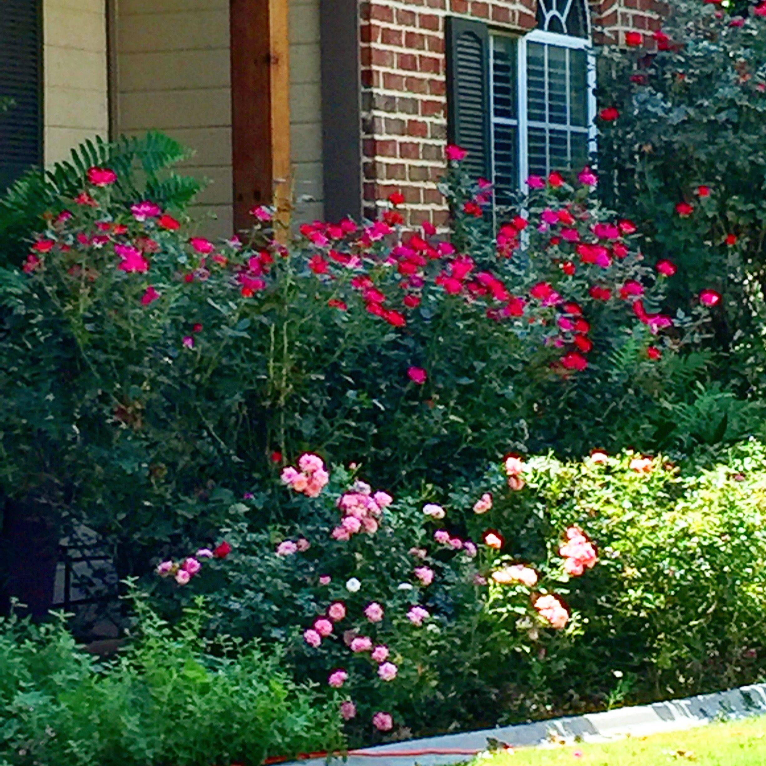 Beautiful Garden Ideas