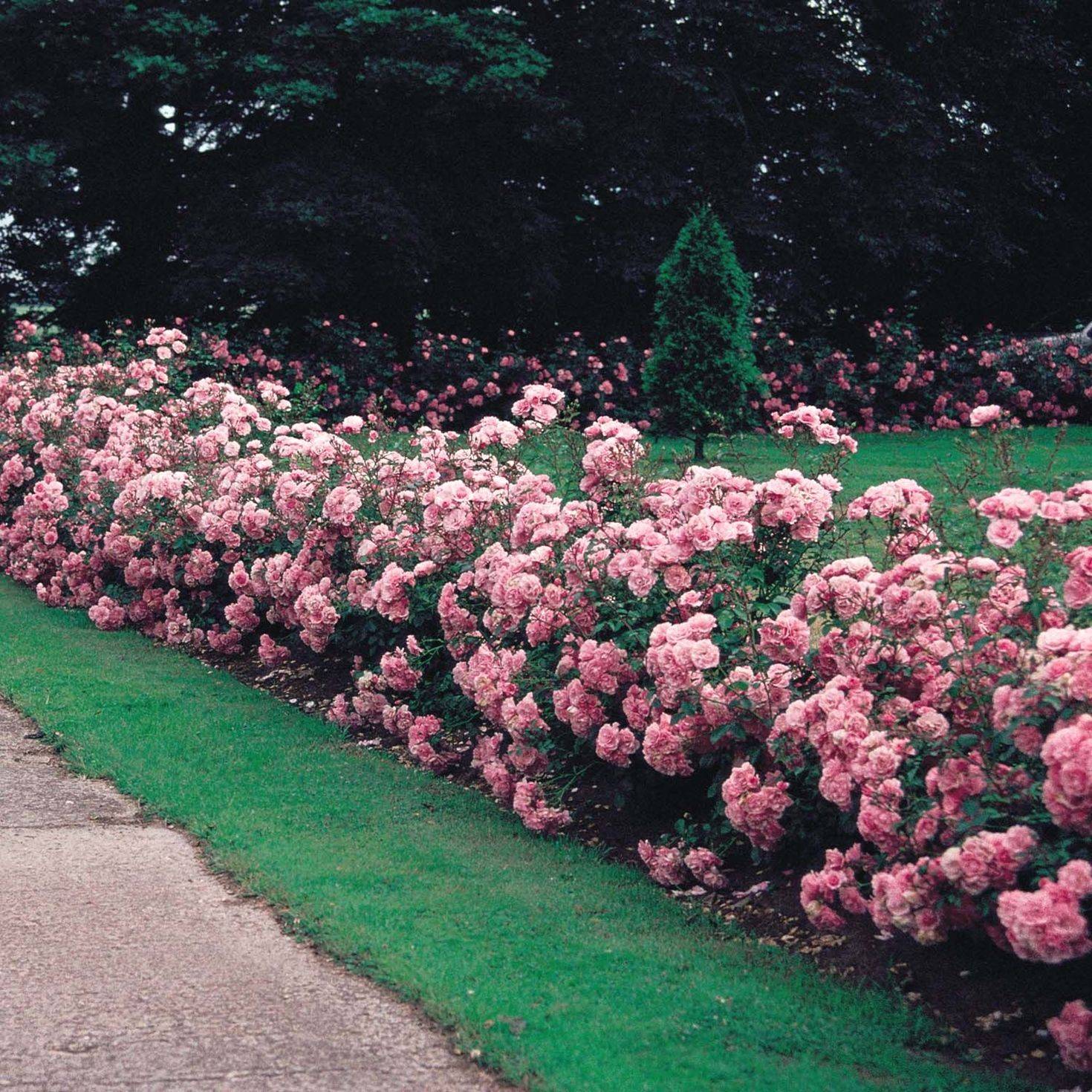 Container Plants
