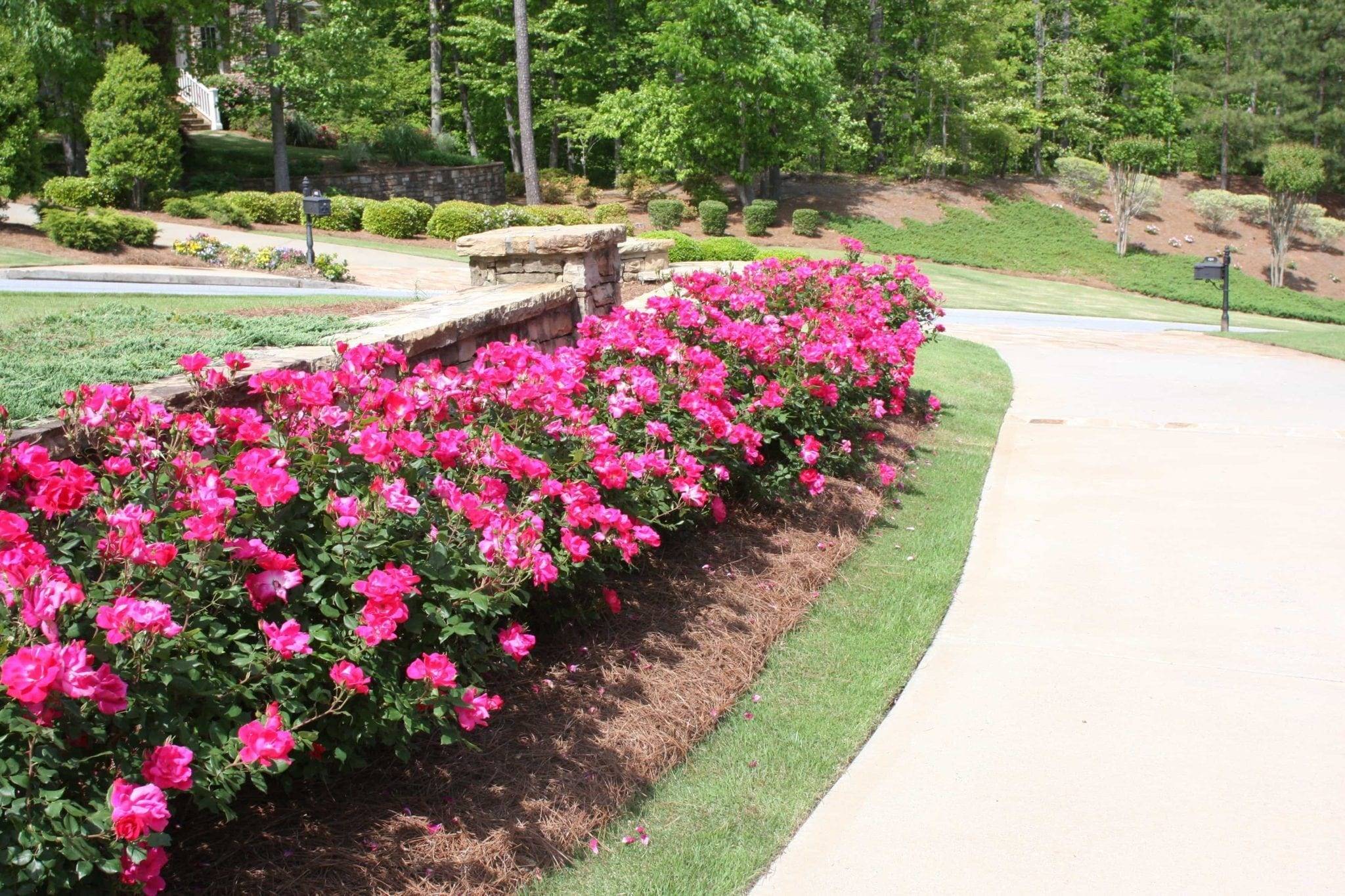 Front Yard Landscaping