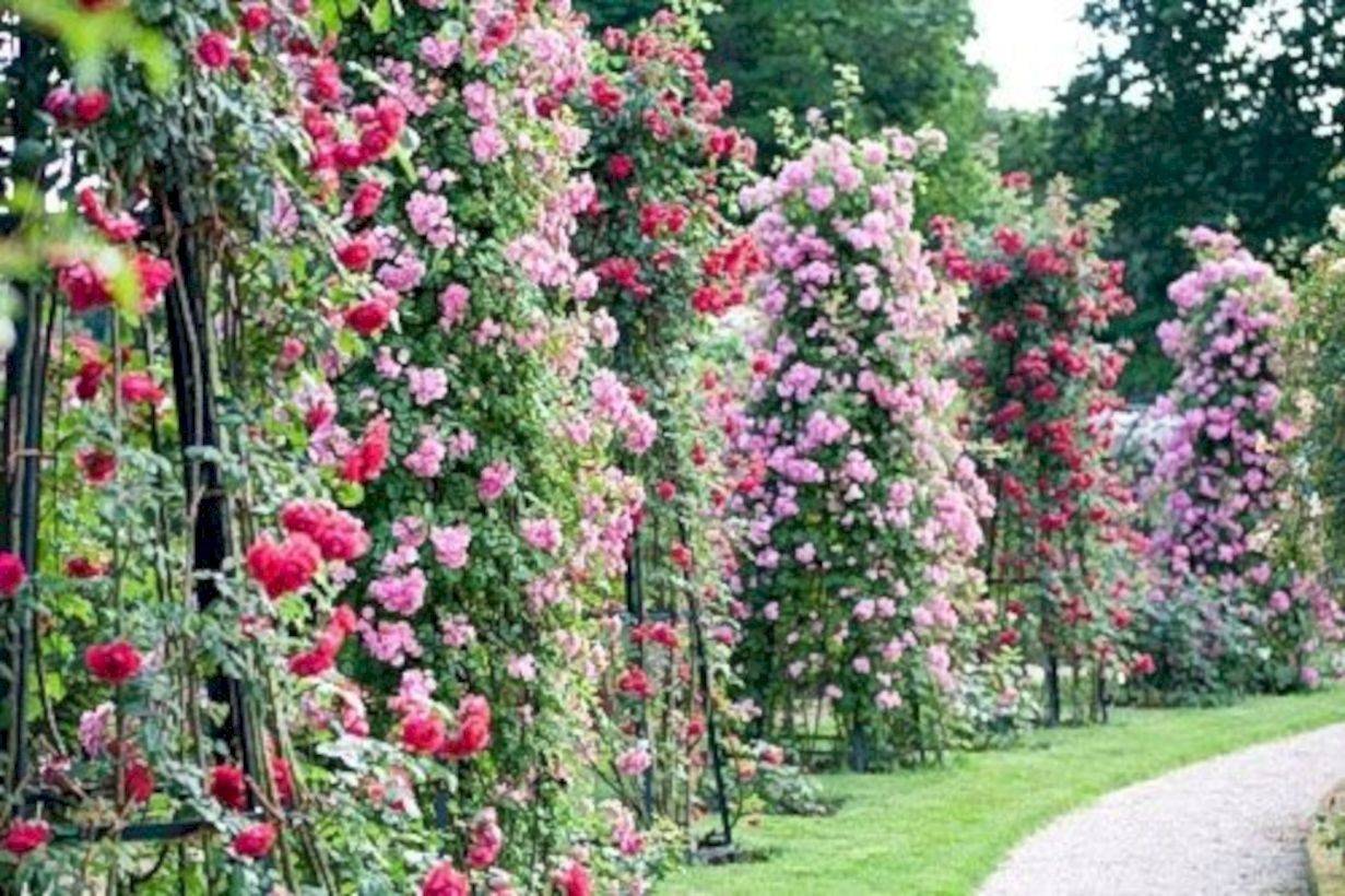 Garden Yard Ideas