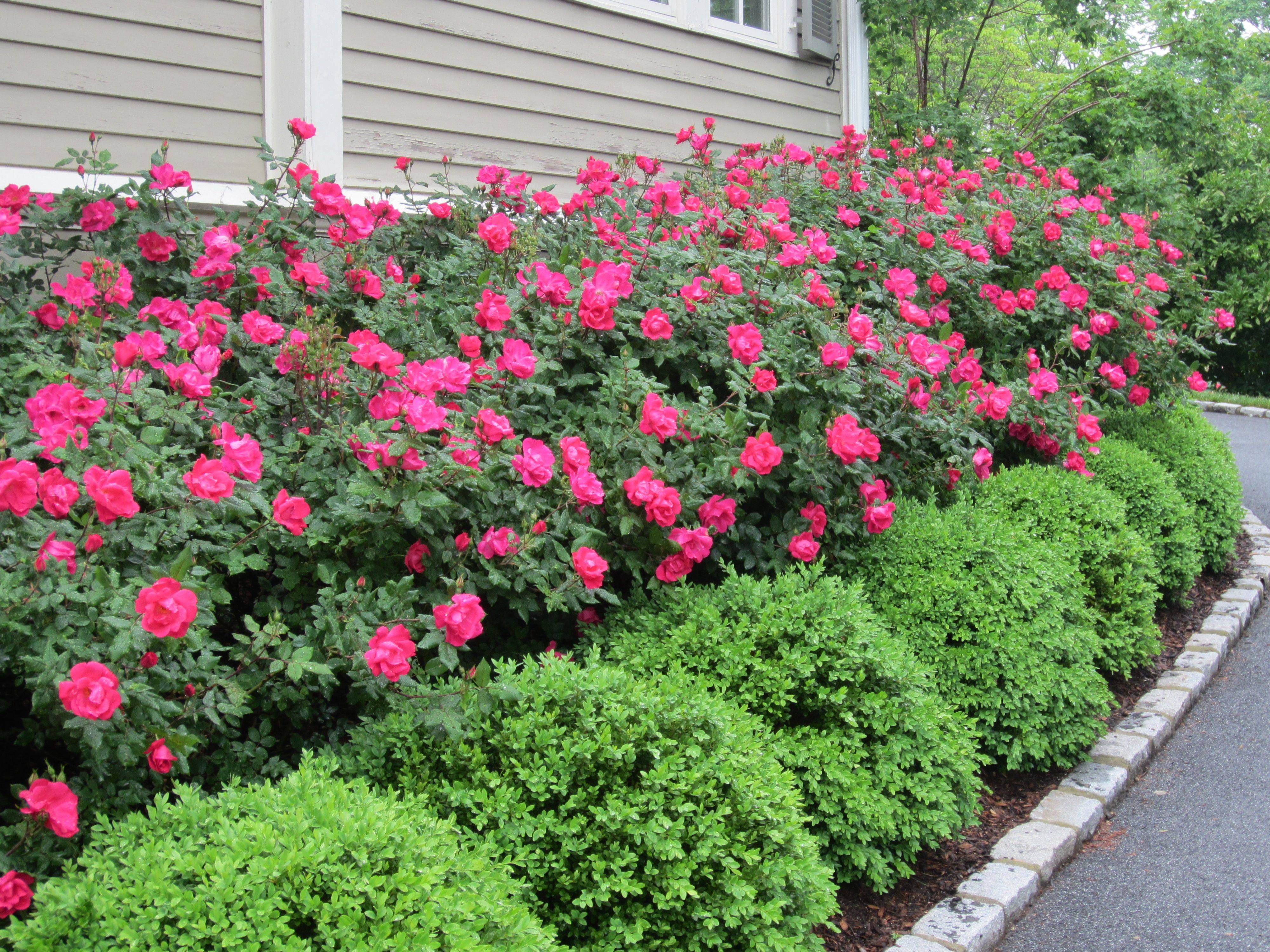 Rose Gardening Rose Hedge