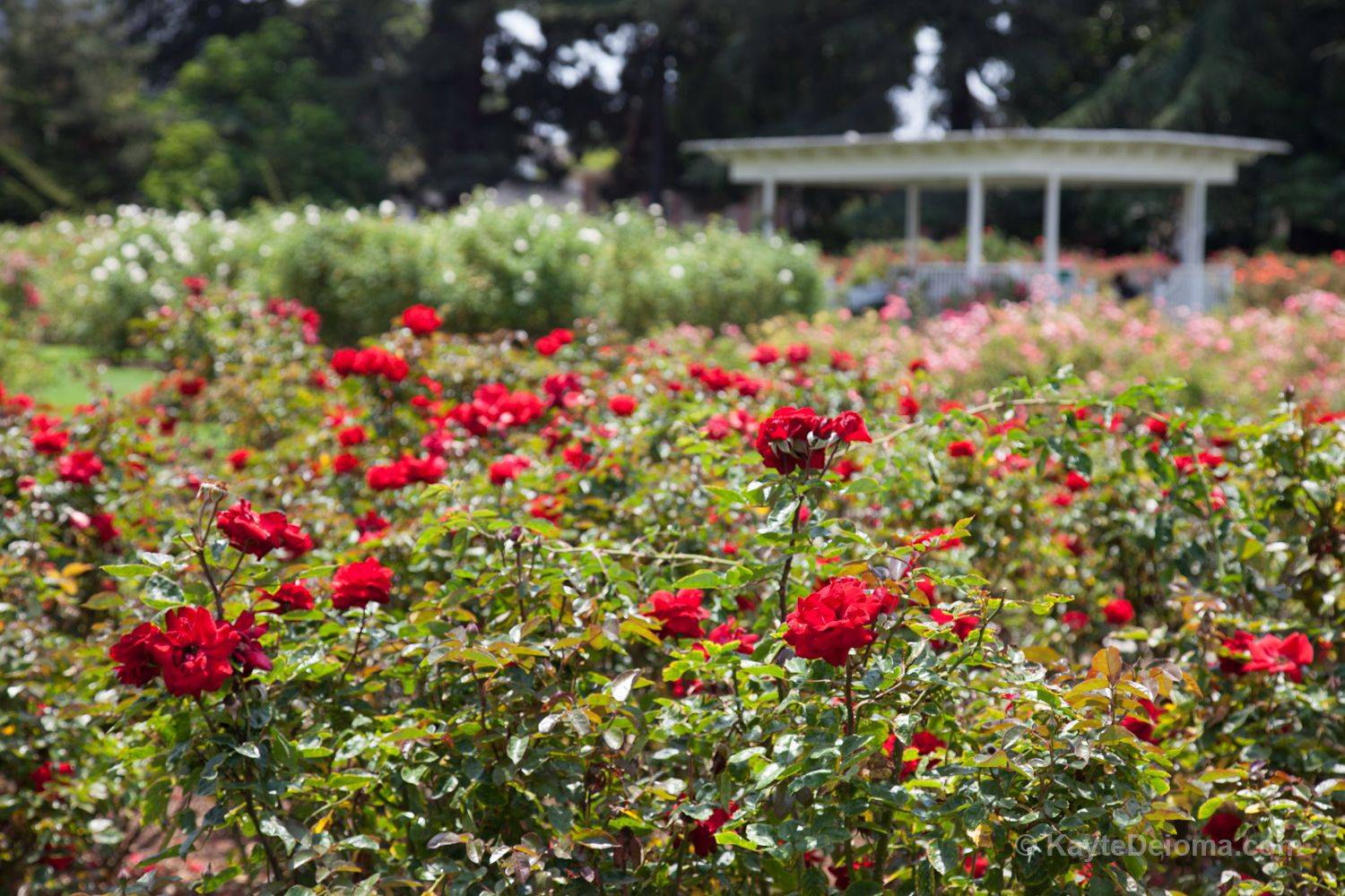 Australias Best Rose Gardens Australian Garden