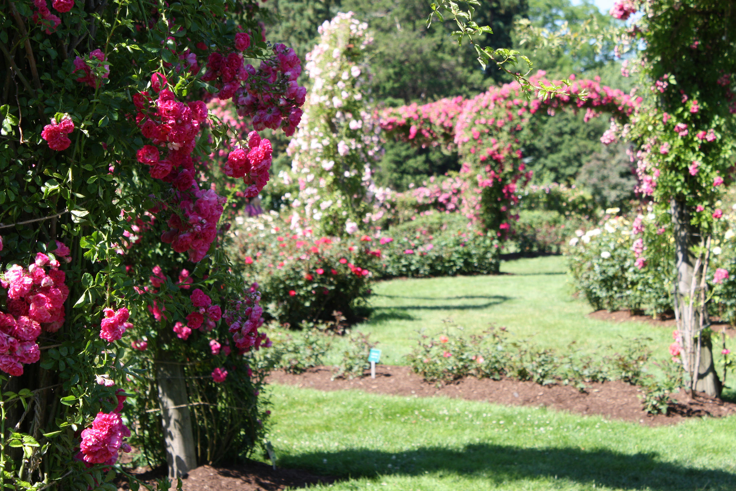 Great Idea Awesome Garden Rose Flower Ideas