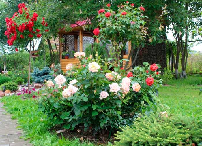 Memorial Rose Garden