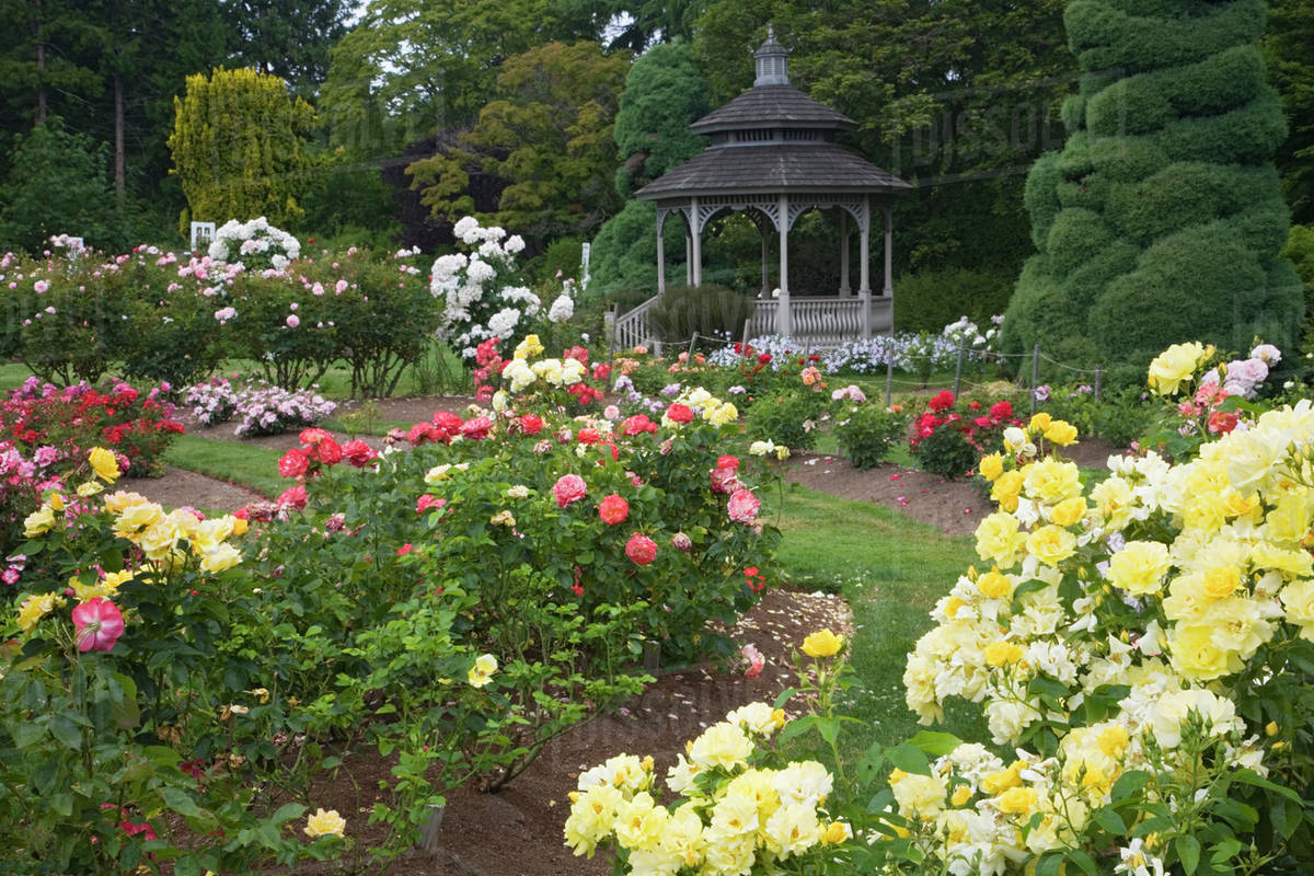 Portlandsinternationalrosegardenportlandpinnedpinterest