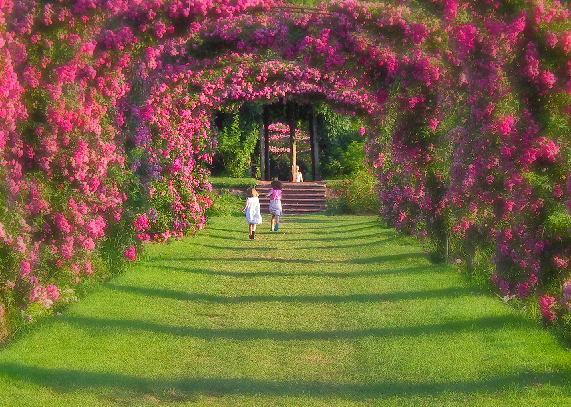 Rose Garden Wallpapers Wallpaper Cave
