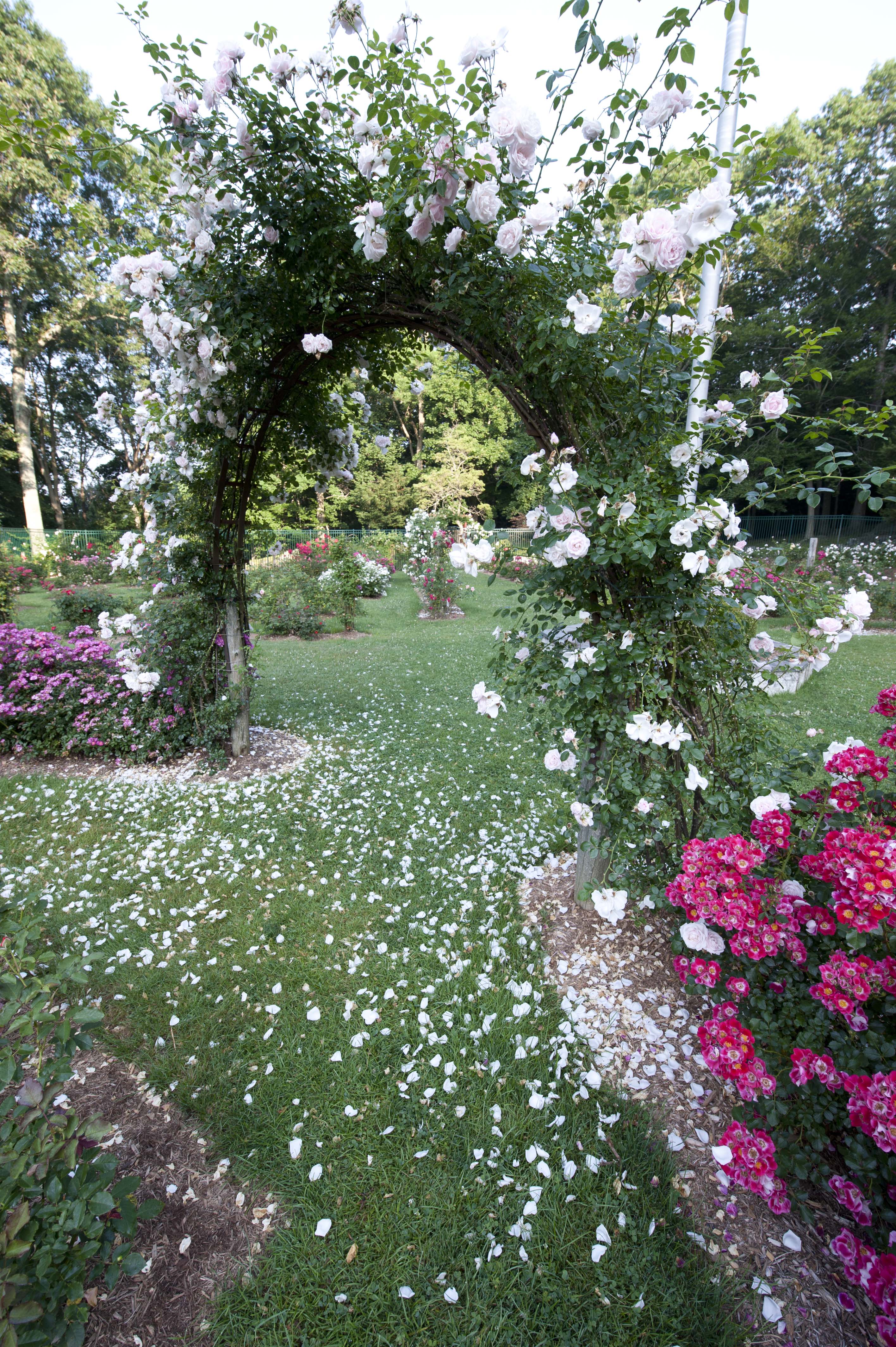 Stanley Park Rose Garden