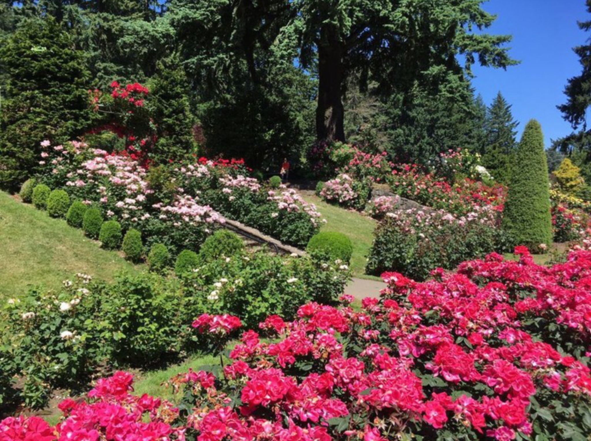 Woodland Park Rose Garden