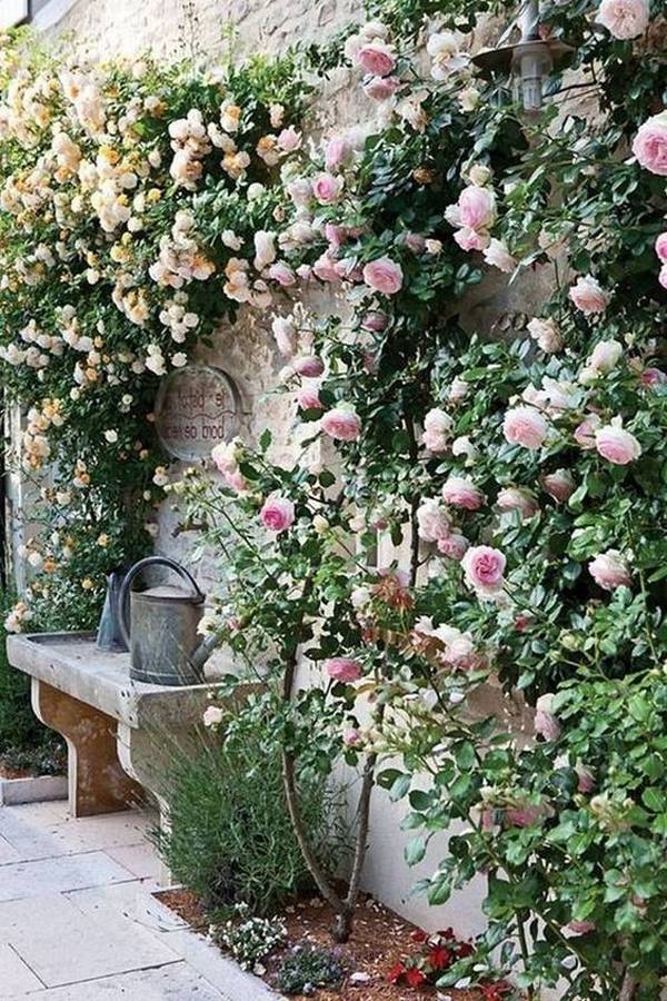 Lovely Pink Rose Gardening Ideas Backyard