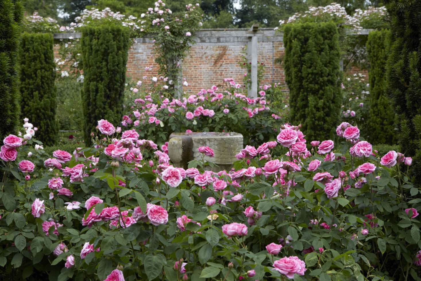 Rose Garden Design Ideas