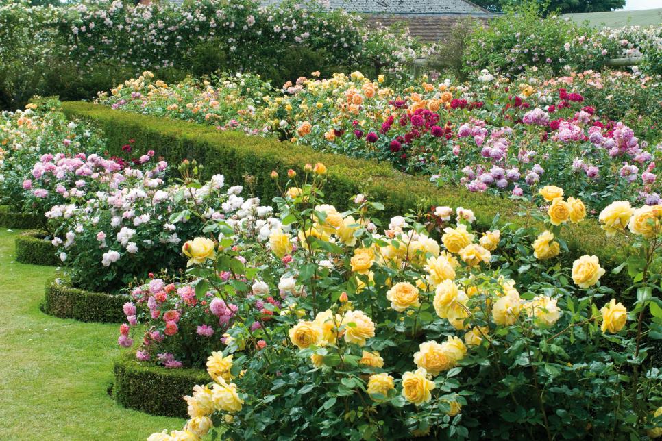 English Roses