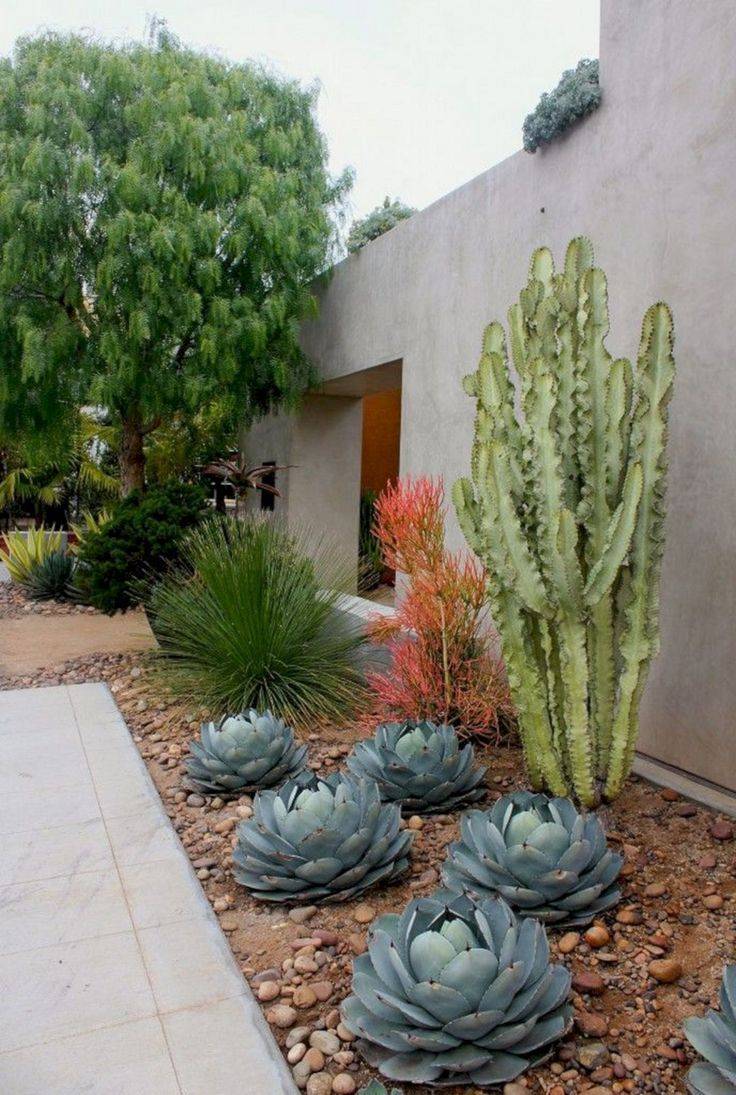 A Budget Desert Backyard