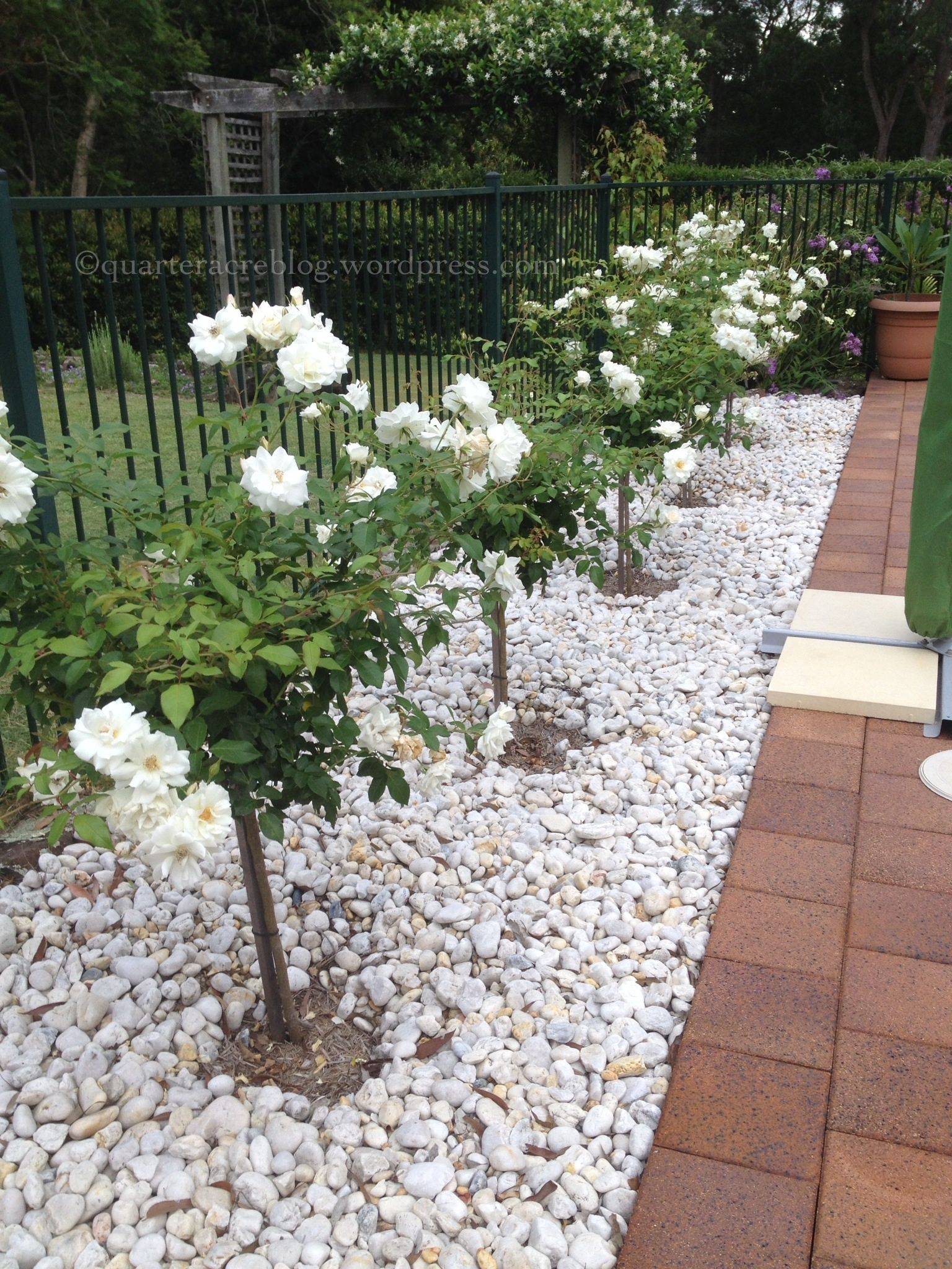 Iceberg Rose Tree Pure White Blooming Rose Tree