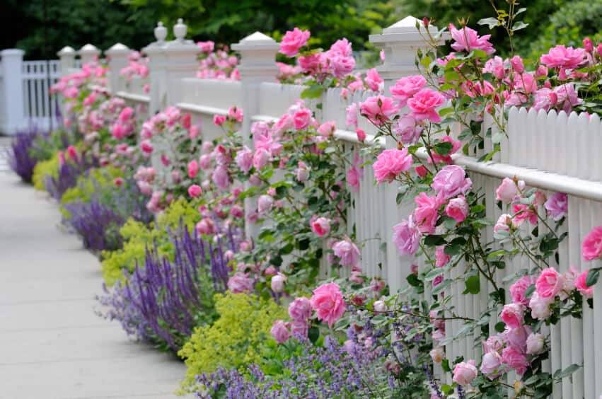 House Exterior Rose Trees