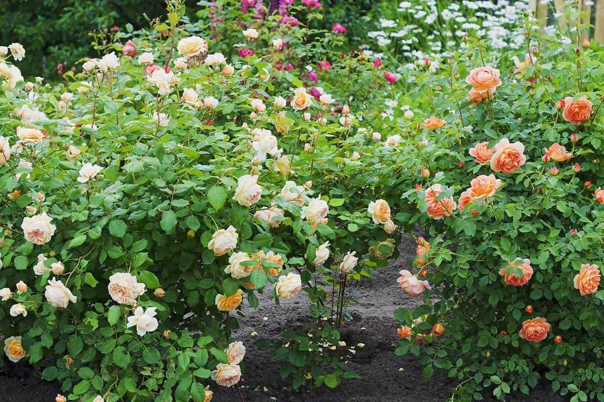 Amazing Spring Garden Photography Ideas
