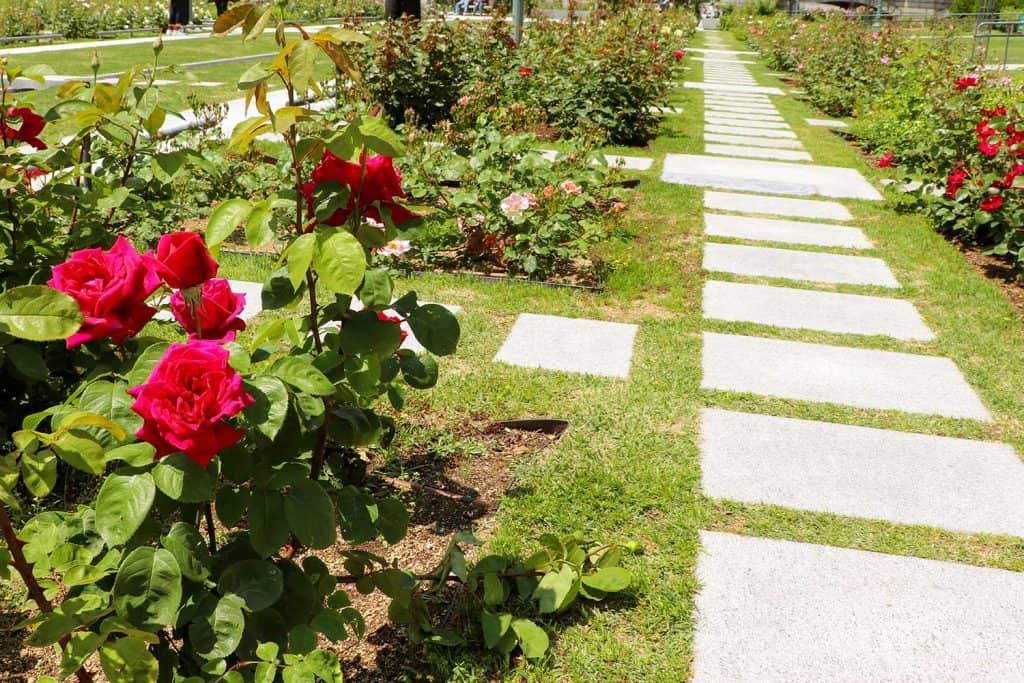 Gorgeous Rose Garden Ideas Photo Inspiration Garden Tabs