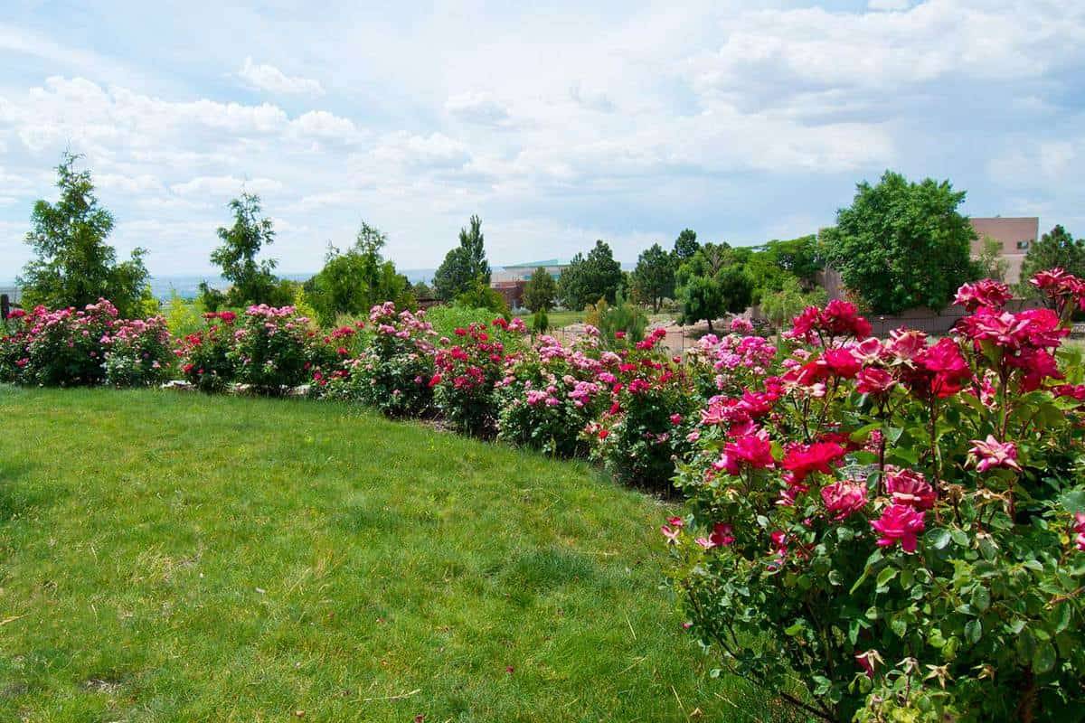 Attractive Beautiful Rose Gardens Photos