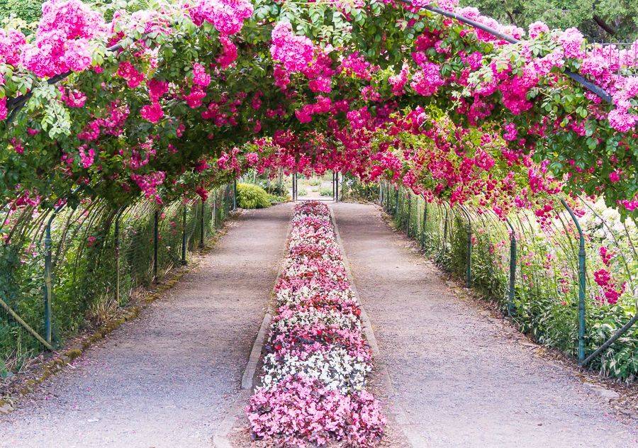 Garden Pictures