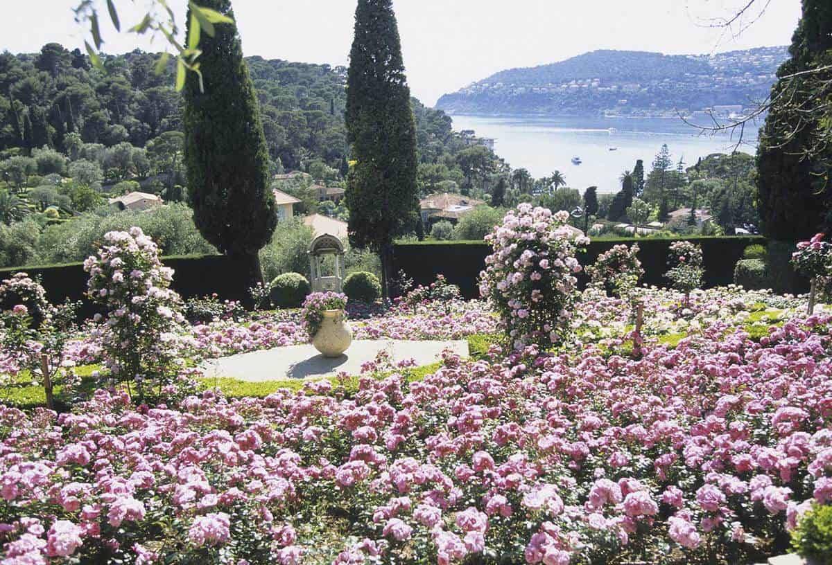Peony Romantic Cottage Garden Gardening Ideas