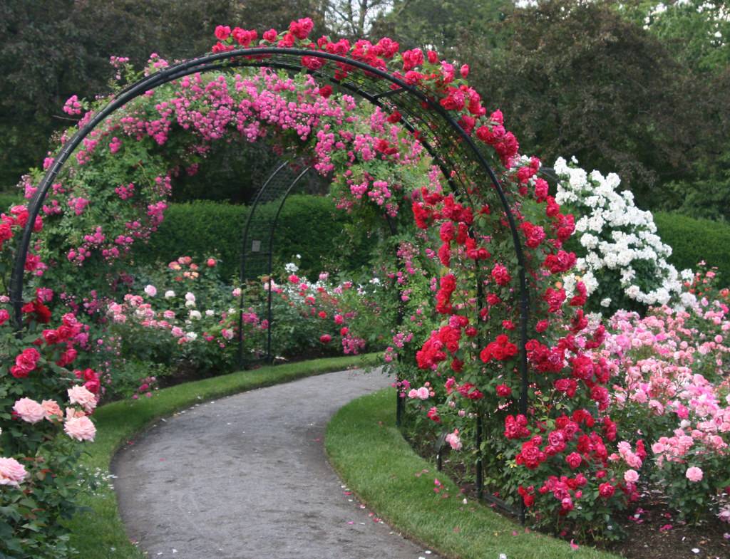Rainbow Rose Garden Hgtv