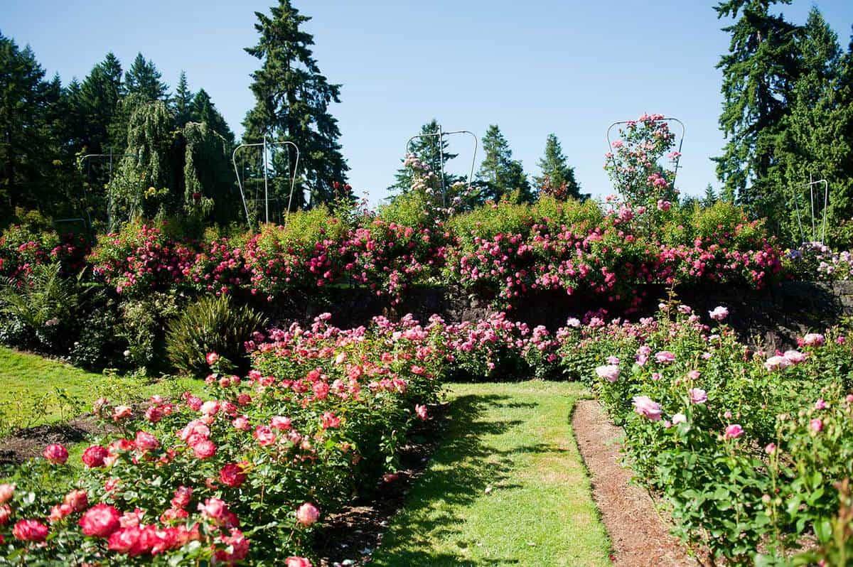 Point Defiance Rose Garden