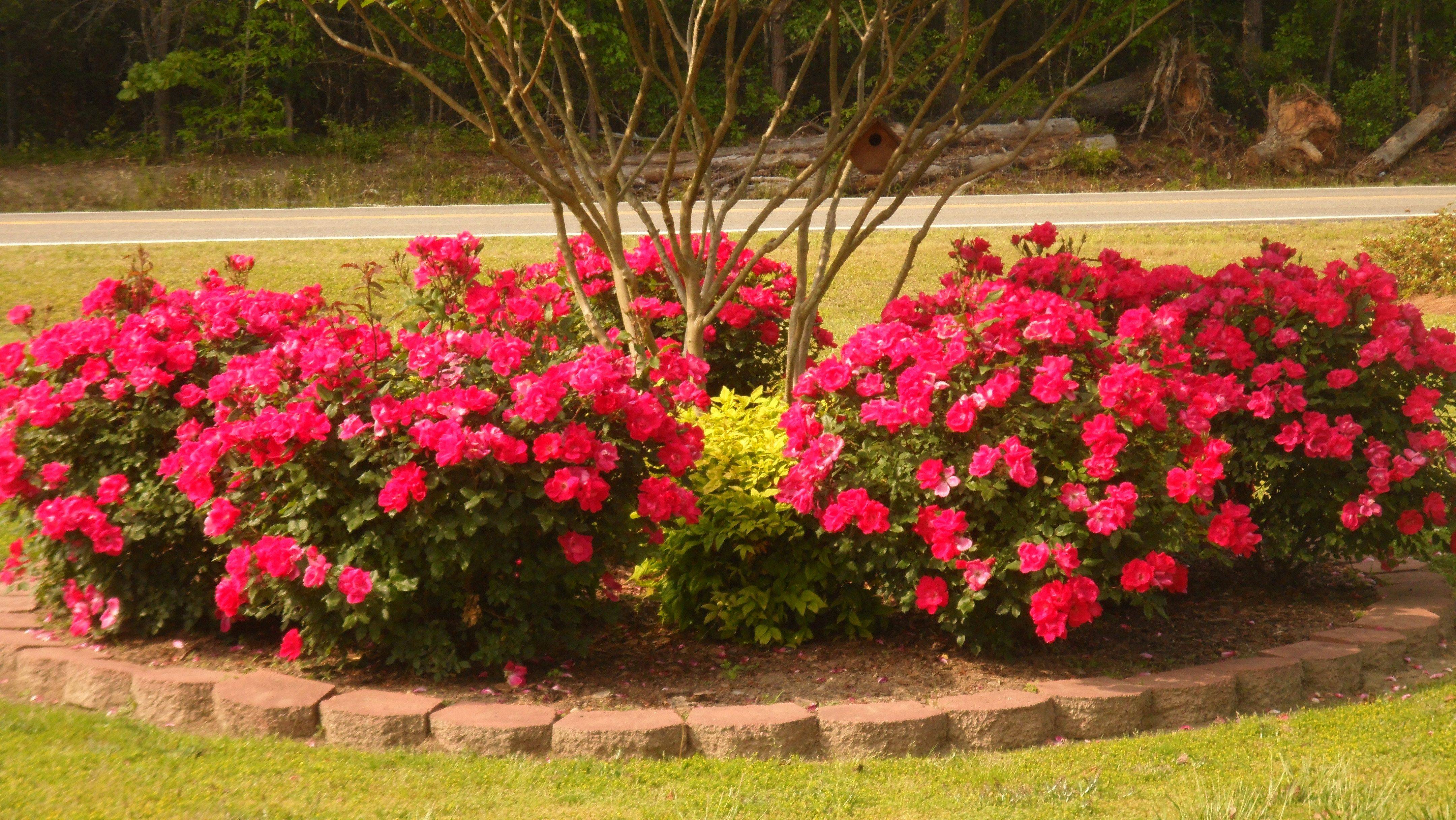 24 Knockout Rose Garden Ideas Worth a Look SharonSable