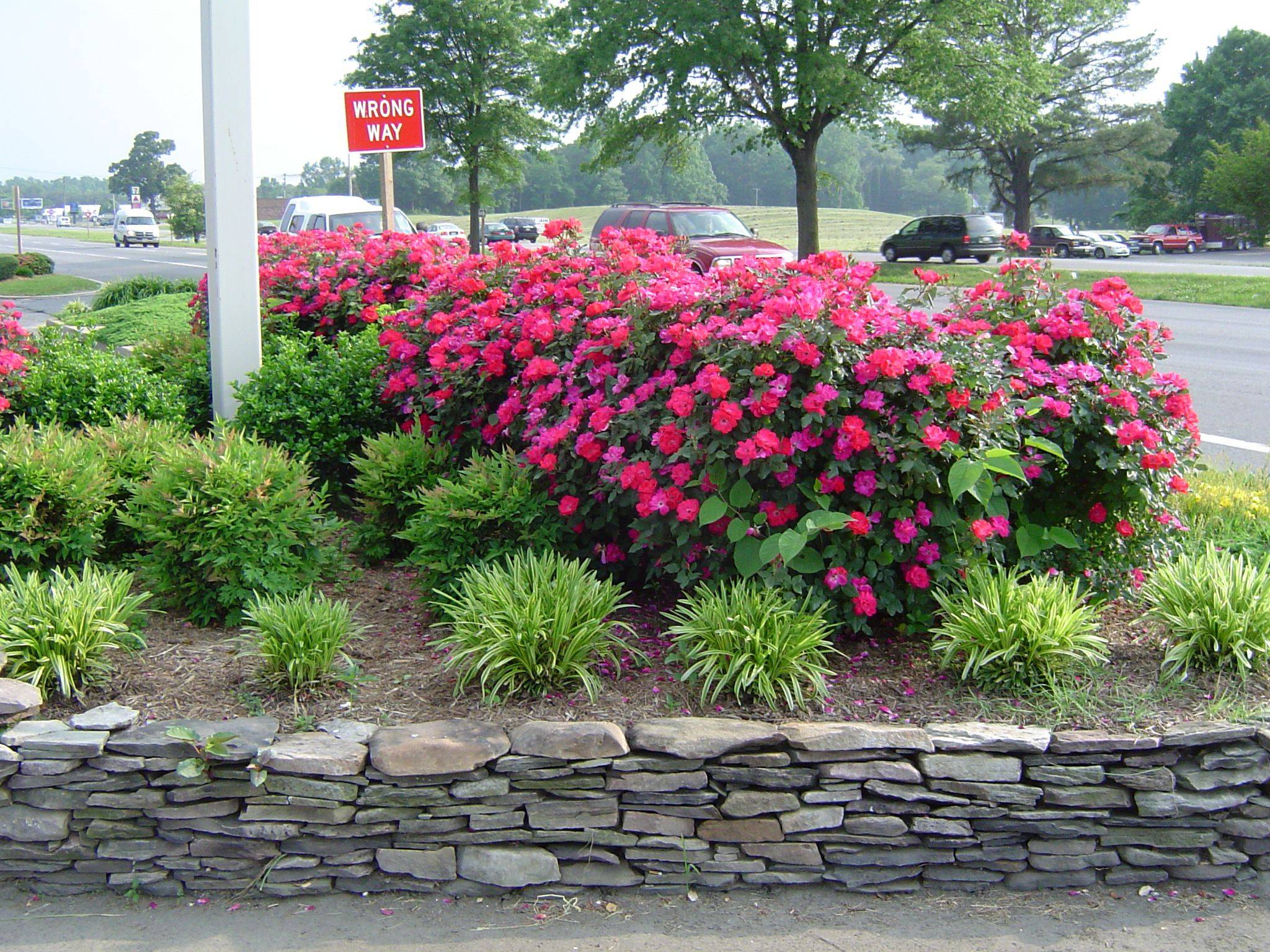 Salvia Front Yard Landscaping