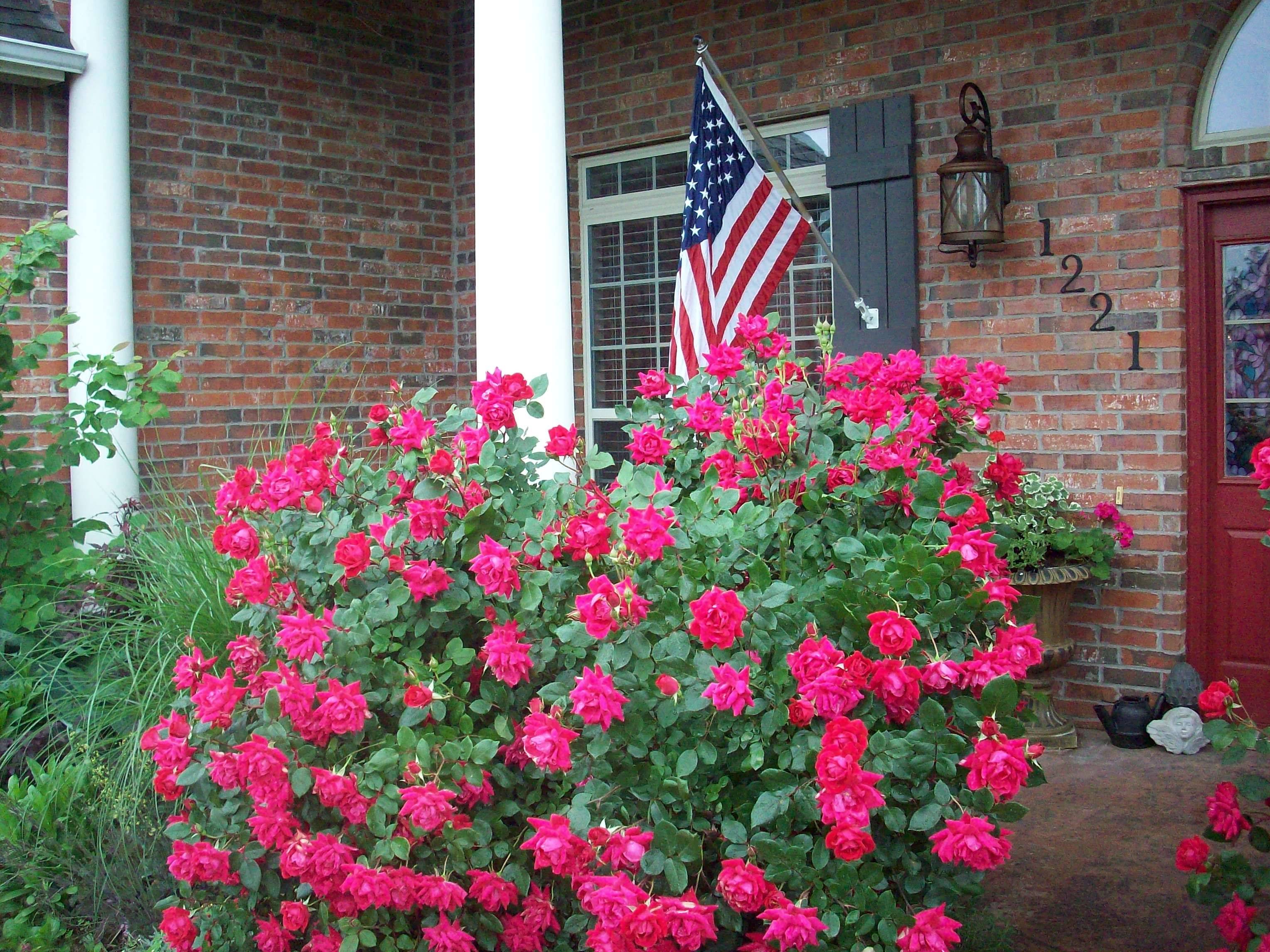 24 Knockout Rose Garden Ideas Worth a Look SharonSable