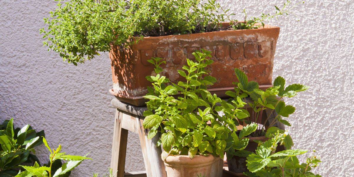 Four Inexpensive Raised Bed Ideas