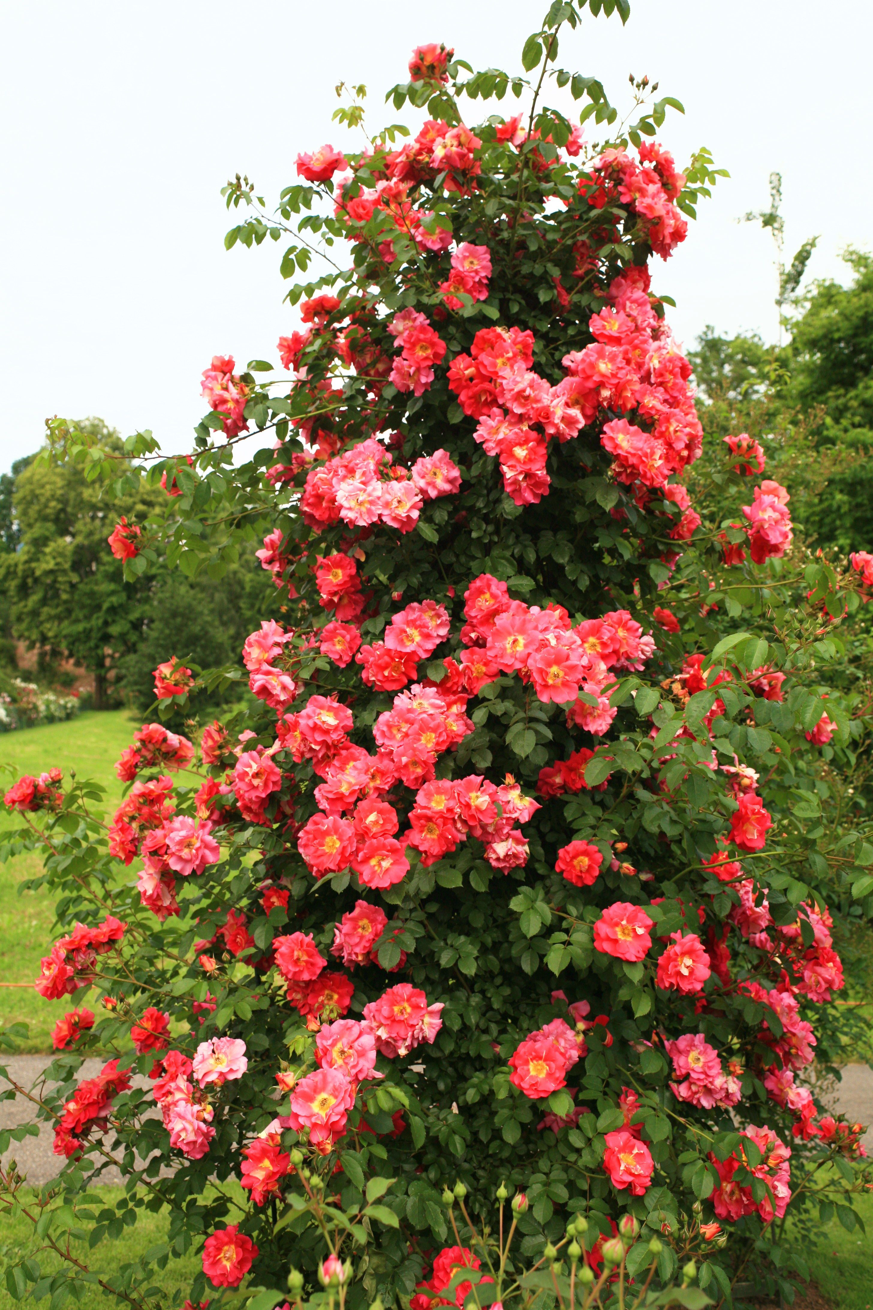 Trellis Climbing Roses