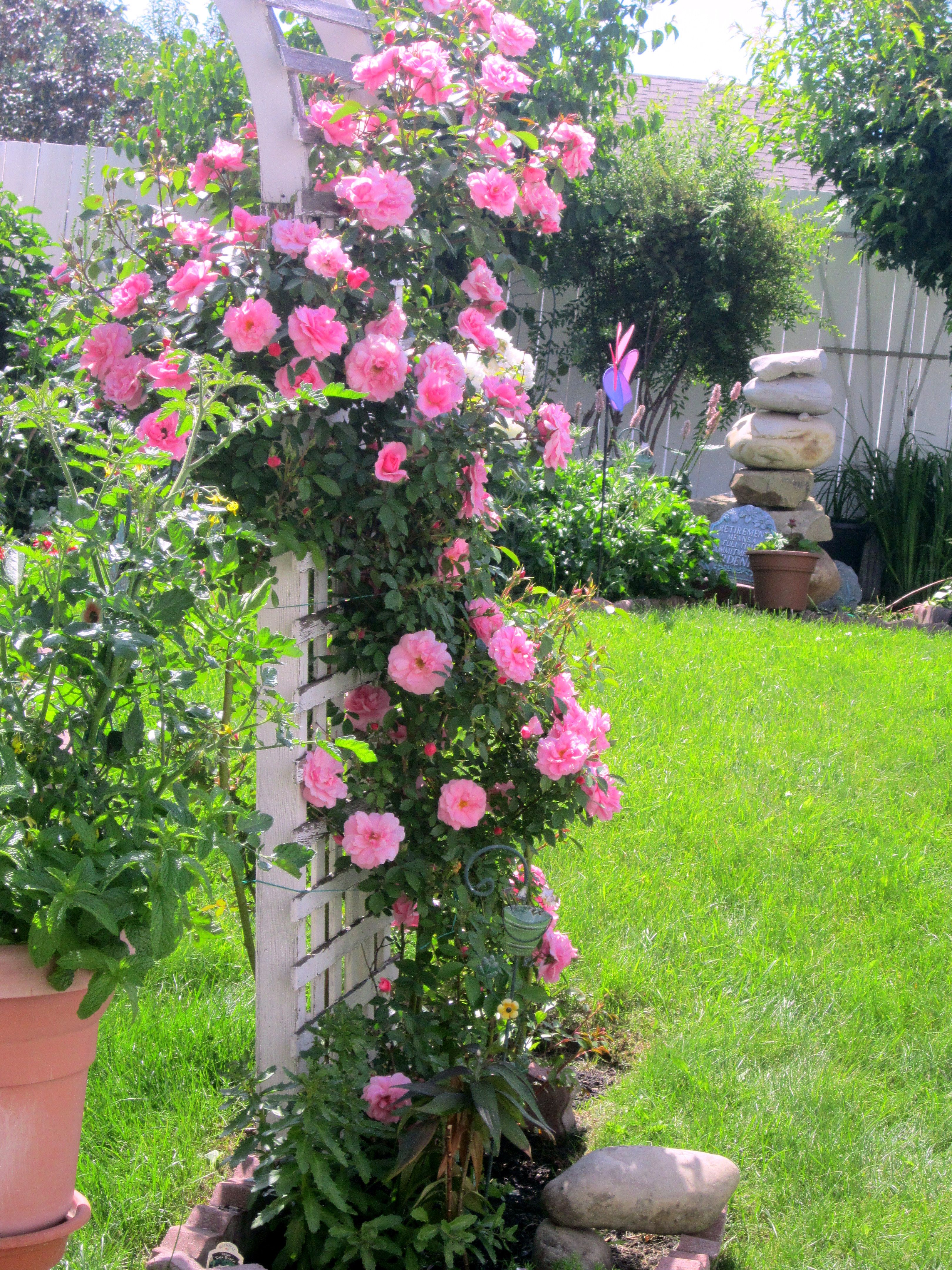 Growing Climbing Roses