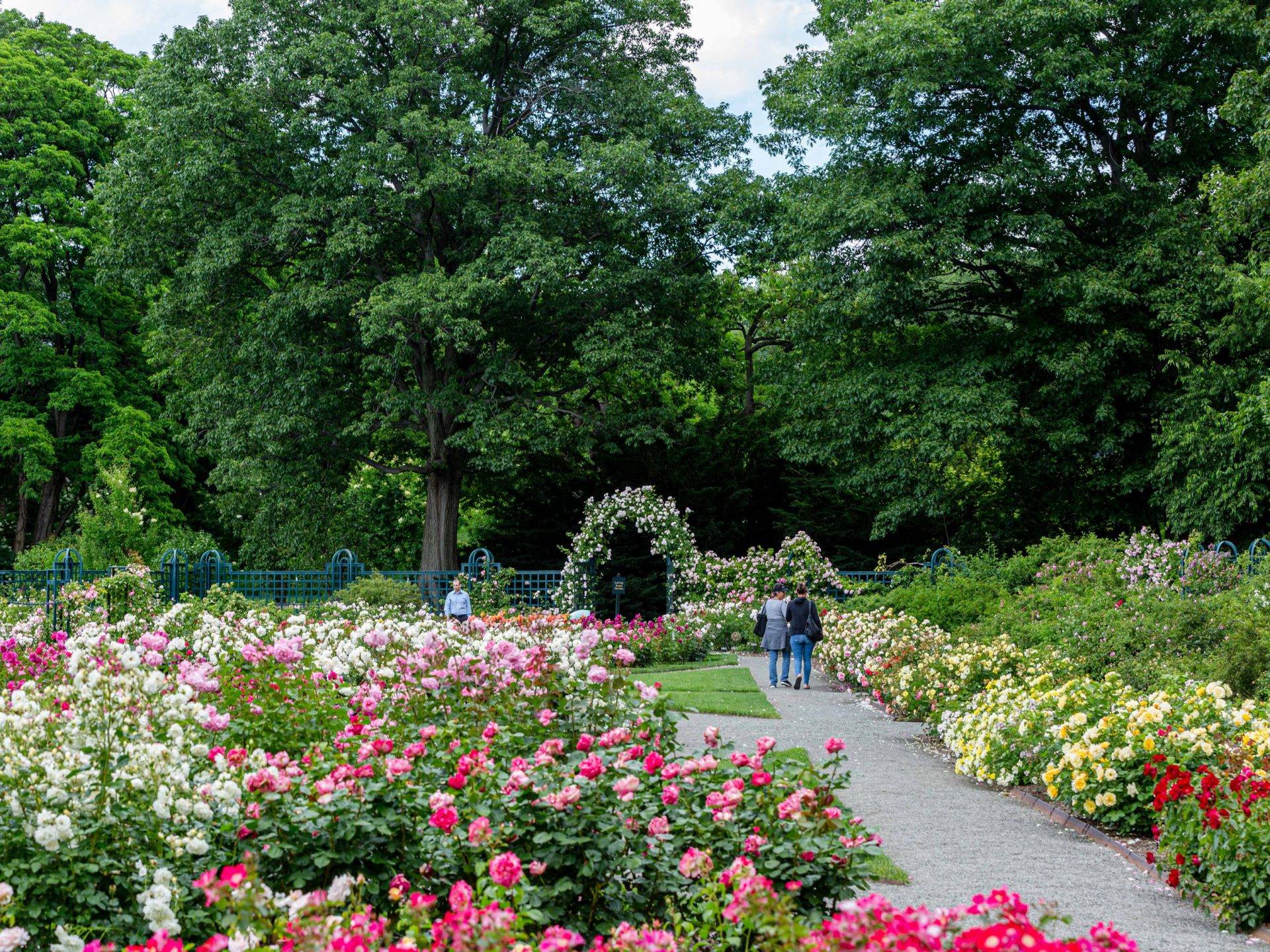 Peggy Rockefeller Rose Garden