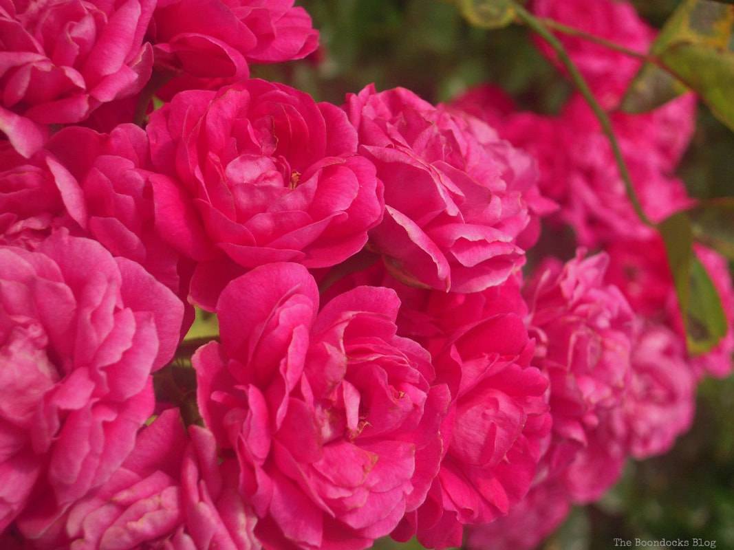 Peggy Rockefeller Rose Garden Nybg