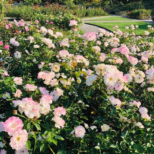 Rockerfeller Rose Garden