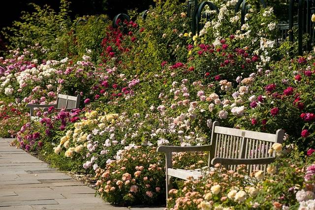 New York Botanical Garden