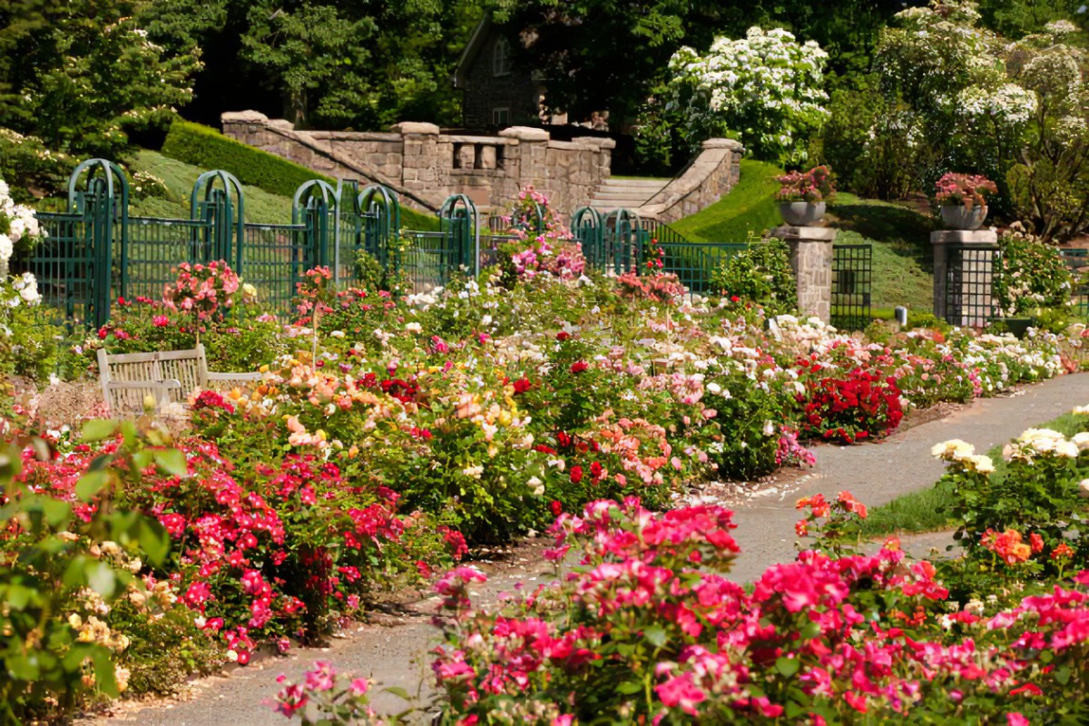 Peter Beales Harrod Horticultural