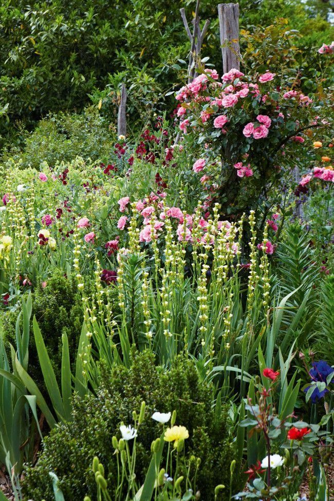 Peter Beales Harrod Horticultural