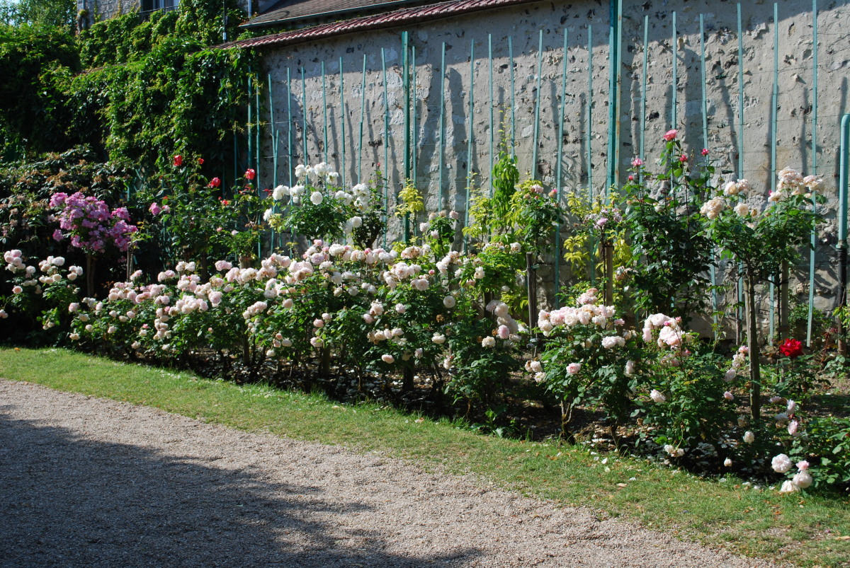 Rose Garden