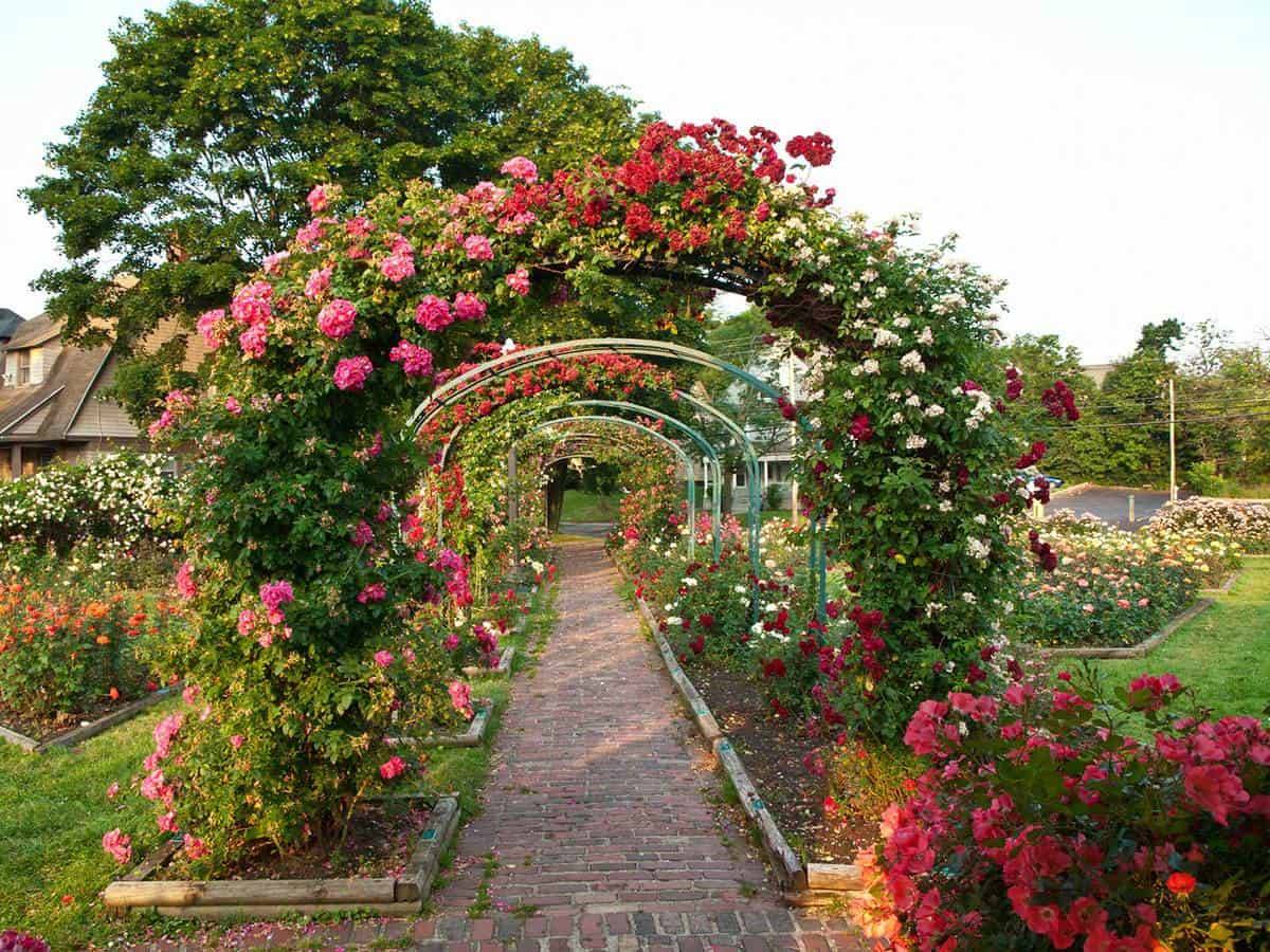 Gorgeous Rose Garden Ideas Photo Inspiration Garden Tabs