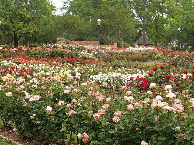 Tyler Texas Rose Garden