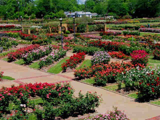 Tyler Rose Garden Garden