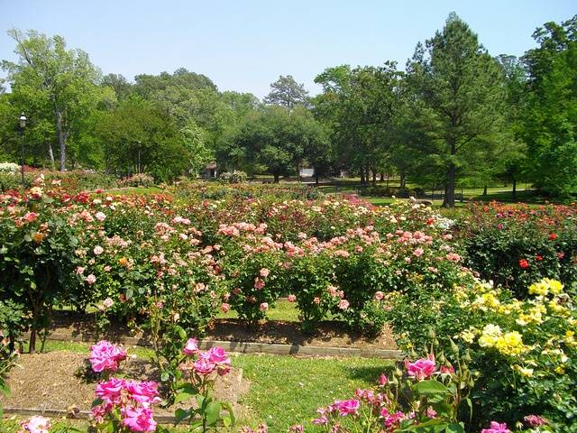 Tyler Rose Garden Planting Flowers