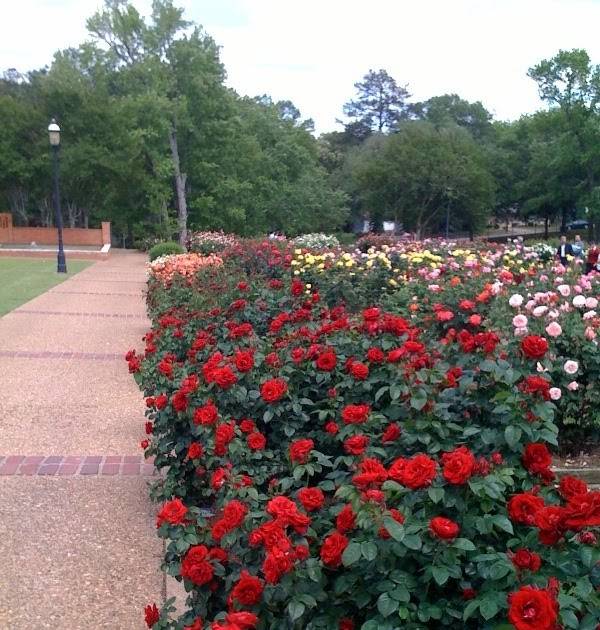 23 Tyler Rose Garden Ideas You Should Check SharonSable