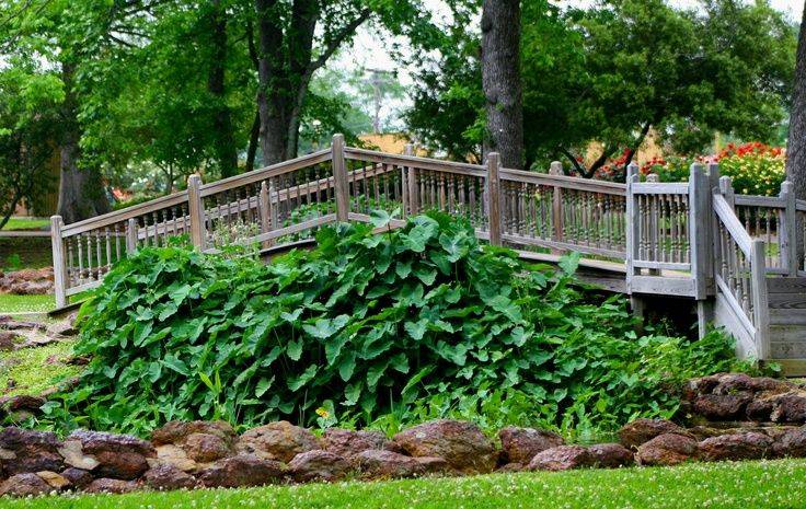 Tyler Rose Garden Tyler Texas