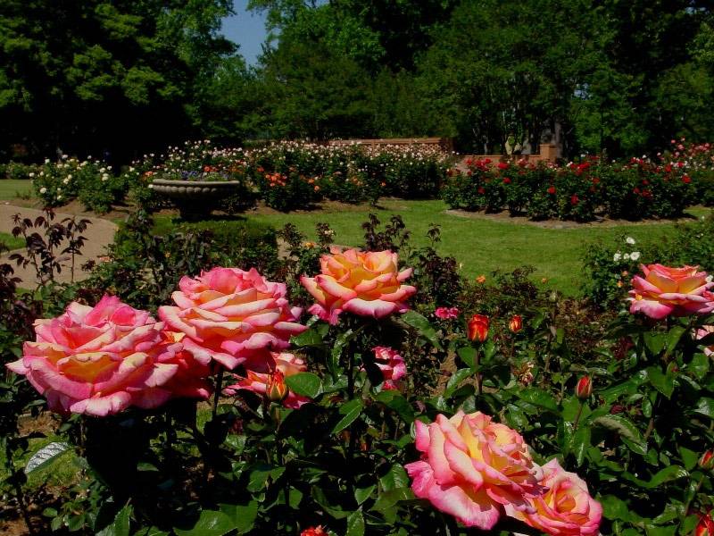 Rose Garden