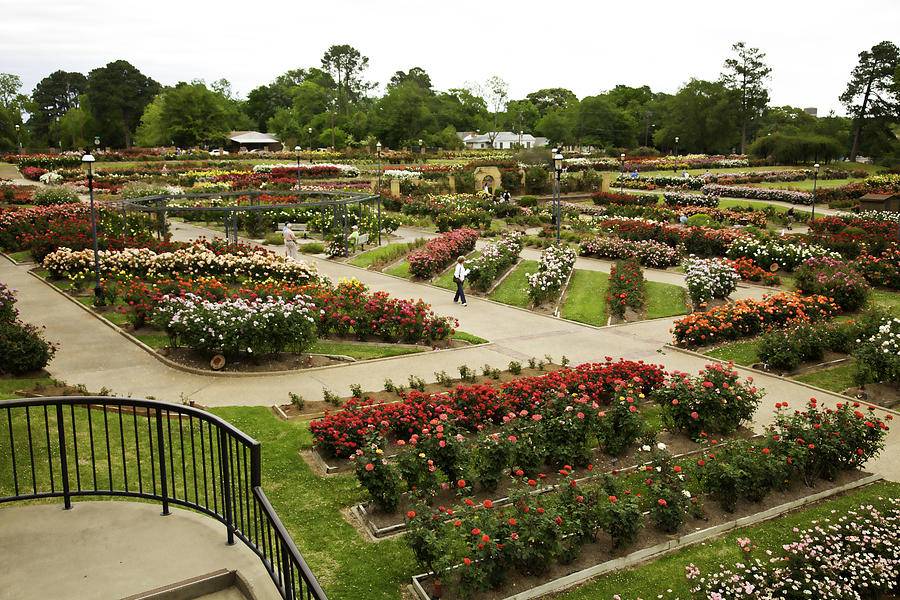 A Plantdriven Designed Garden